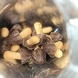 (10-Pack Case) Kinoko No Yama Chocolate Mushroom Snacks, 2.33oz Boxes – Crunchy Biscuit Stems with Creamy Chocolate Tops