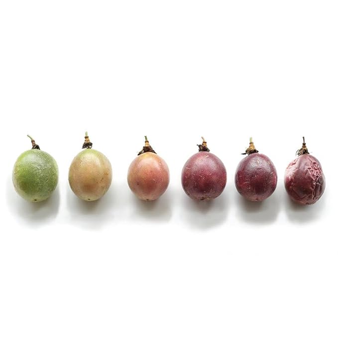 Wholeberry Naturally Delicious Dried Passion Fruit Rounds 8 oz x 8 Bags Maracuja Fruit Snacks Passion Fruit Pulp Sour & Sweet Less Seed, 64 oz