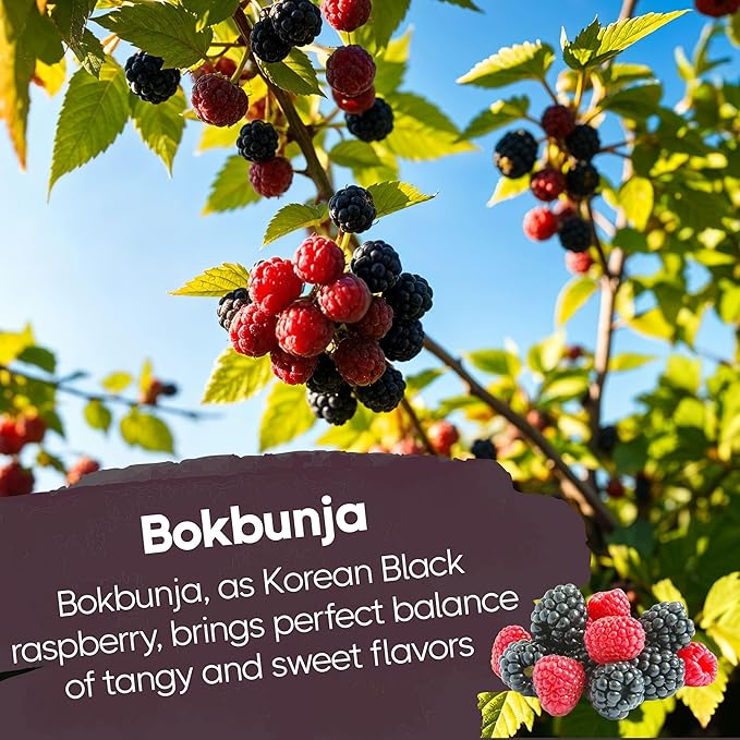 COELO Black Raspberry Jelly 9.87oz (280g) | Bokbunja Soft Candy | Korean Sweet & Tangy Flavor Dessert Chewy Gummy Snack | Camping Trip Picnic Share Size On-The-Go Individual Wrapped K-Food 복분자젤리
